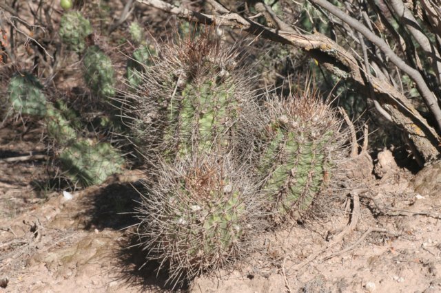 echinopsisleucantha.jpg