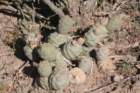 tephrocactusalexanderifmageometricus_small.jpg