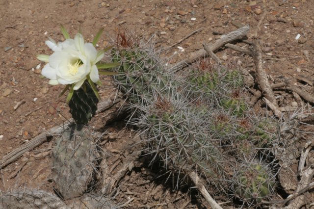 opuntiasulphurealeftechinopsishuotiirightflower.jpg