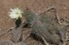 opuntiasulphurealeftechinopsishuotiirightflower_small.jpg