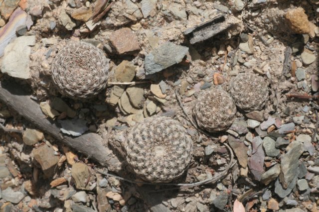sulcorebutiaarenacea.jpg