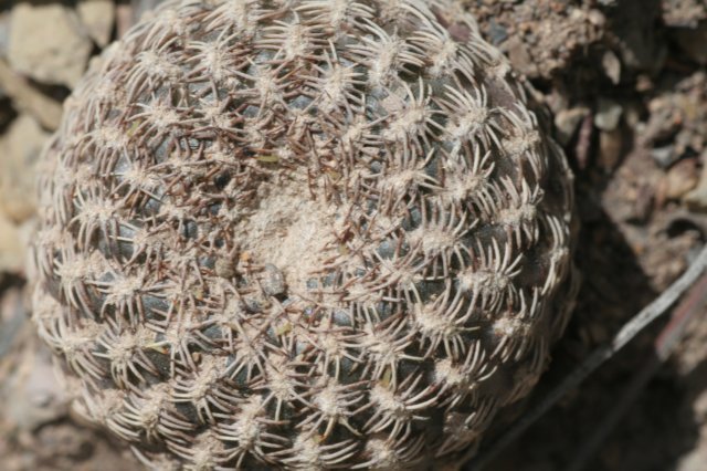 sulcorebutiaarenacea2.jpg