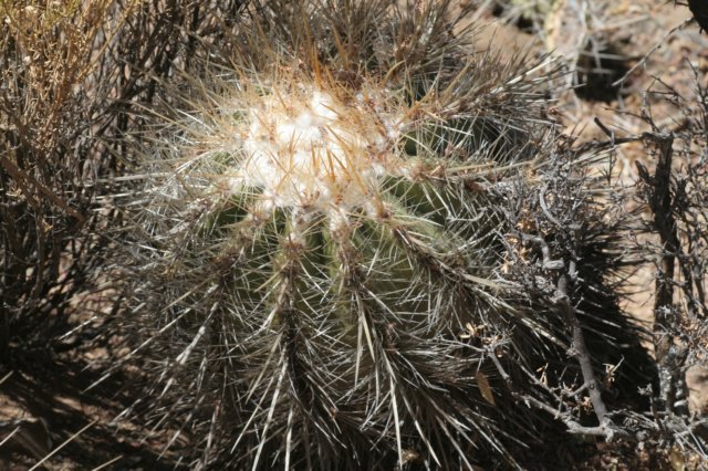 parodiamaxima3.jpg