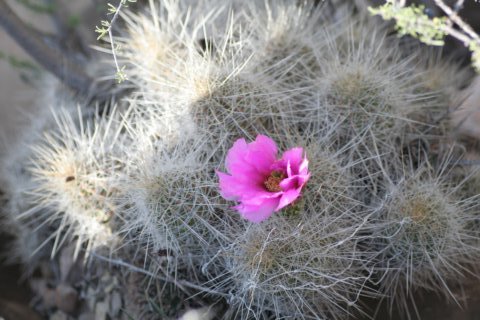 echinocereusnivosus.jpg