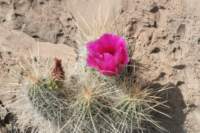 echinocereusstramineus_small.jpg