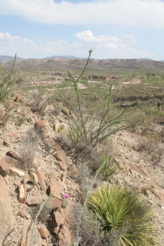 habitateastofparrascoahuila.jpg