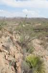 habitateastofparrascoahuila_small.jpg