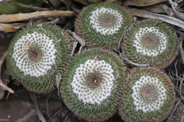 mammillarialloydii.jpg