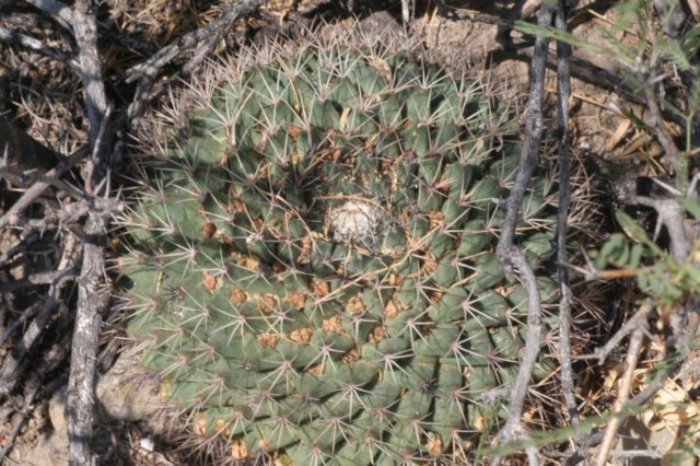 mammillarialloydii2.jpg