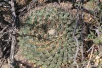 mammillarialloydii2_small.jpg