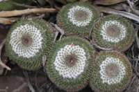 mammillarialloydii_small.jpg