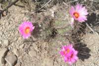 thelocactusbicolor2_small.jpg