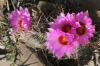 thelocactusbicolor_small.jpg