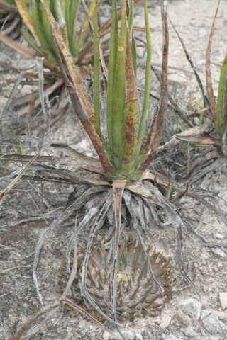 ariocarpusretusus.jpg