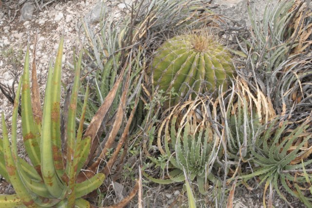 ferocactusechidne.jpg