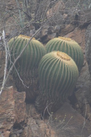 echinocactusgrusonii.jpg