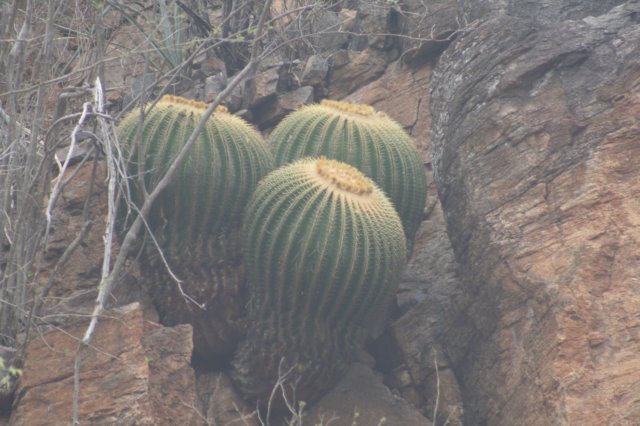 echinocactusgrusonii2.jpg