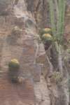 echinocactusgrusonii3_small.jpg