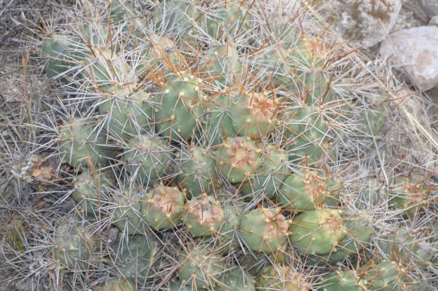 cumulopuntiagalerasensis.jpg