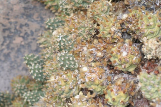 cumulopuntiasphaerica.jpg