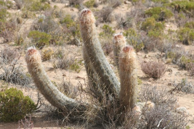 oreocereusleucotrichus.jpg