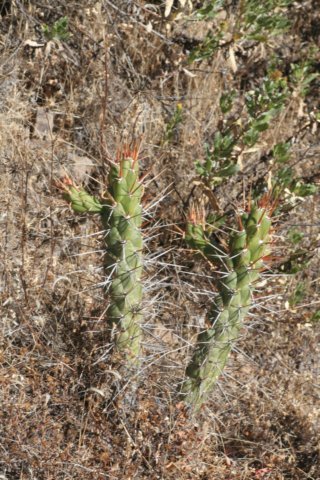austrocylindropuntiaexaltata.jpg