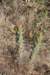 austrocylindropuntiaexaltata_small.jpg