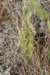 corryocactusquadrangularis_small.jpg