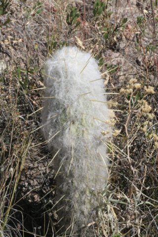 oreocereusdensilanatus.jpg