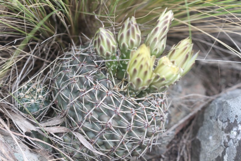 Gymnocalycium schroederianum var bayense