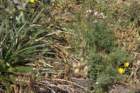 gymnocalyciumschroederianumvarbayense_small.jpg