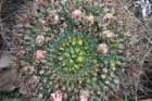 gymnocalyciumreductum2_small.jpg