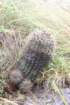 gymnocalyciumreductum4_small.jpg