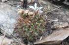 gymnocalyciumreductum_small.jpg