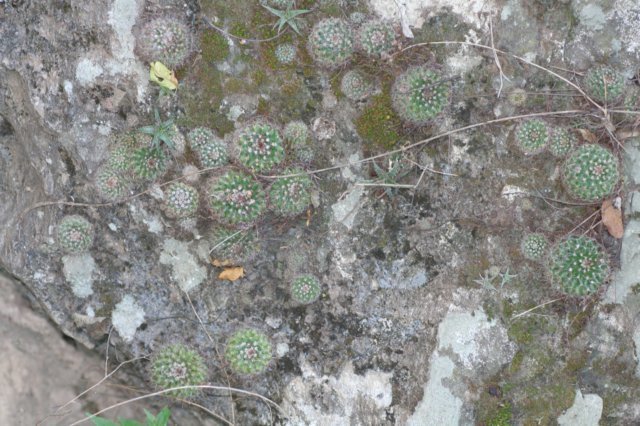 parodiasanguiniflora2.jpg