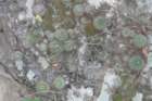 parodiasanguiniflora2_small.jpg