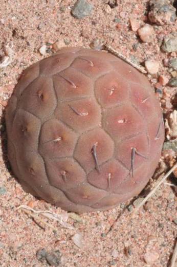 tephrocactusgeometricus2