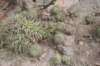 gymnocalyciumsaglionis_small.jpg