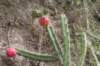 harrisiapomanensis_small.jpg