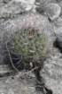 gymnocalyciumnigriareolatum2_small.jpg