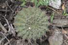 gymnocalyciumnigriareolatum3_small.jpg