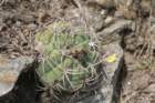 gymnocalyciumnigriareolatum4_small.jpg