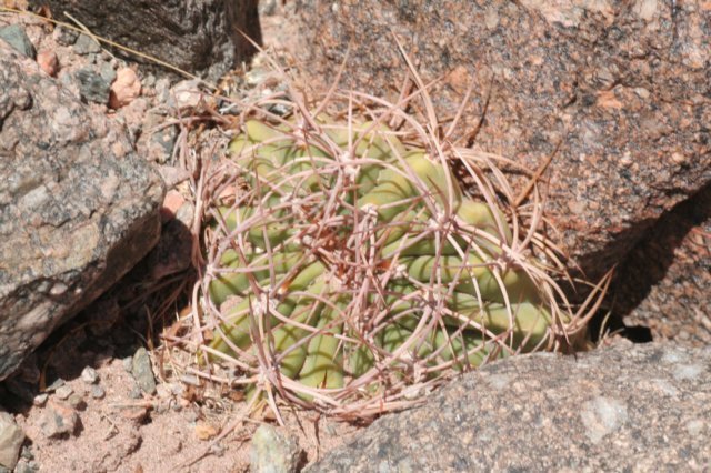 echinopsisleucantha.jpg
