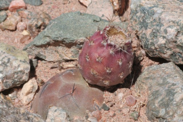 tephrocactusgeometricus.jpg