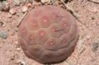 tephrocactusgeometricus2_small.jpg