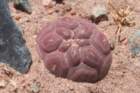 tephrocactusgeometricus3_small.jpg