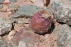 tephrocactusgeometricus_small.jpg