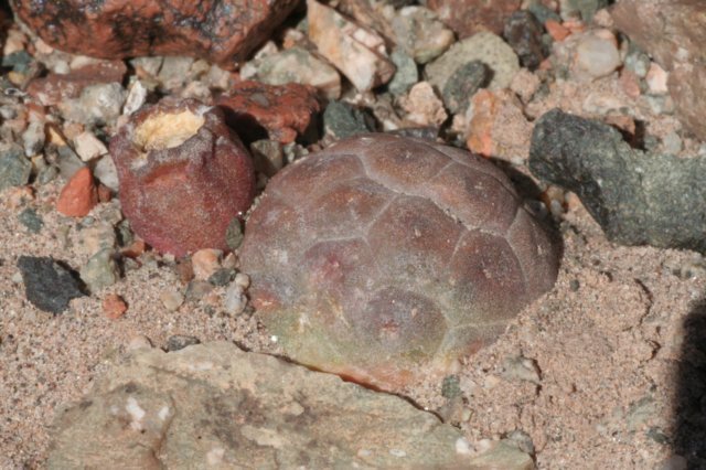 punabonnieae.jpg