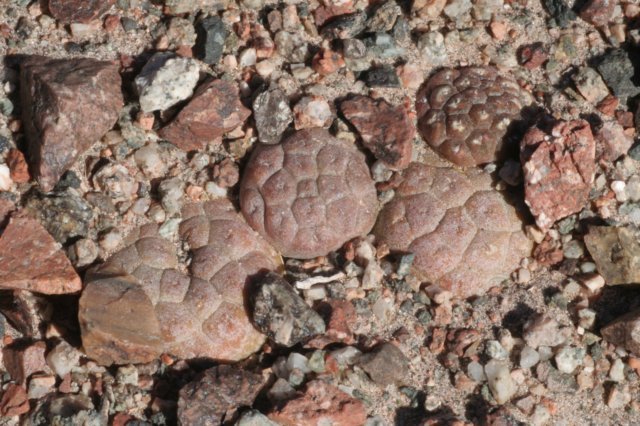 punabonnieae2.jpg