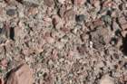 punabonnieae3_small.jpg